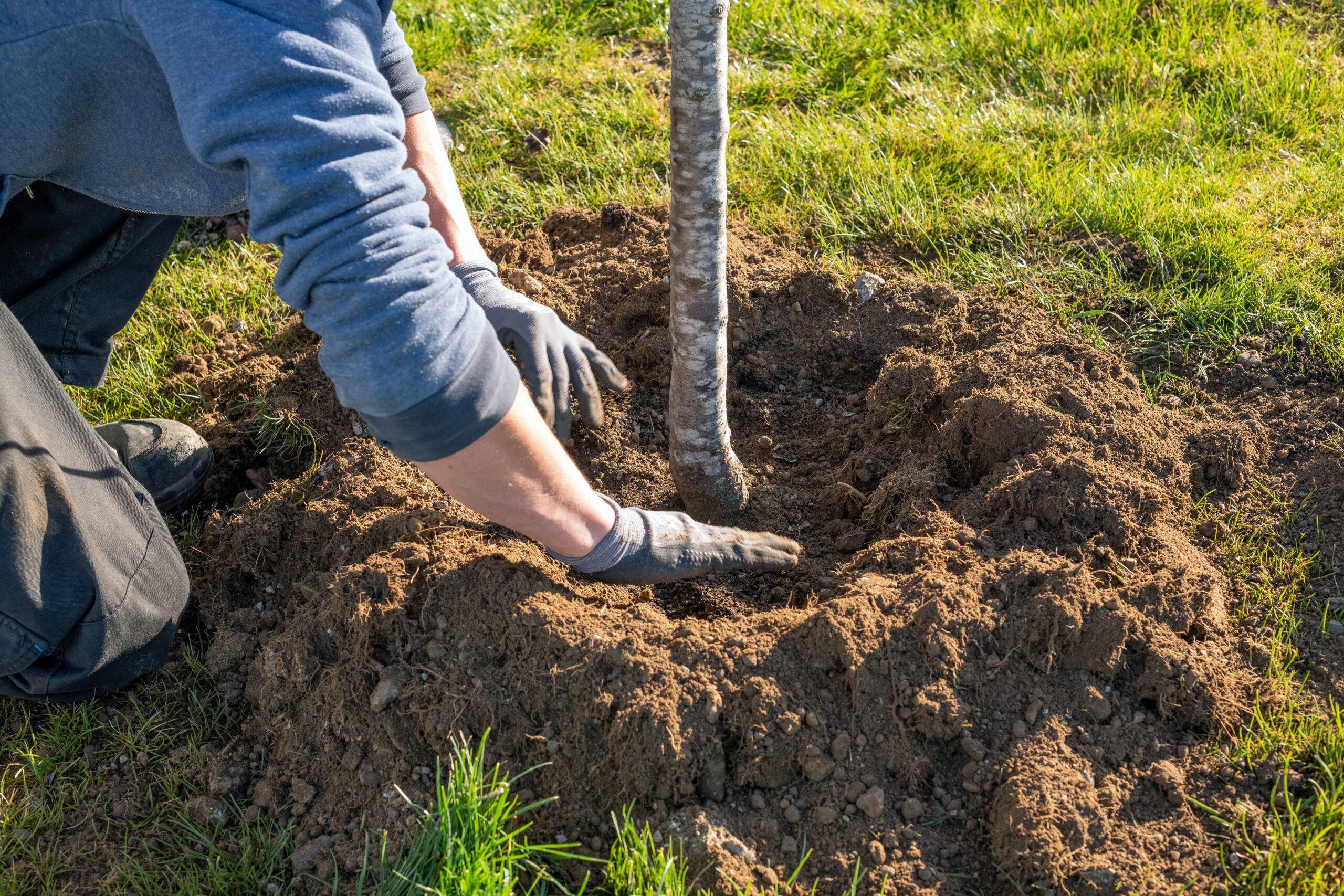 Planter des arbres, la Ville vous aide ! - chassieu.fr